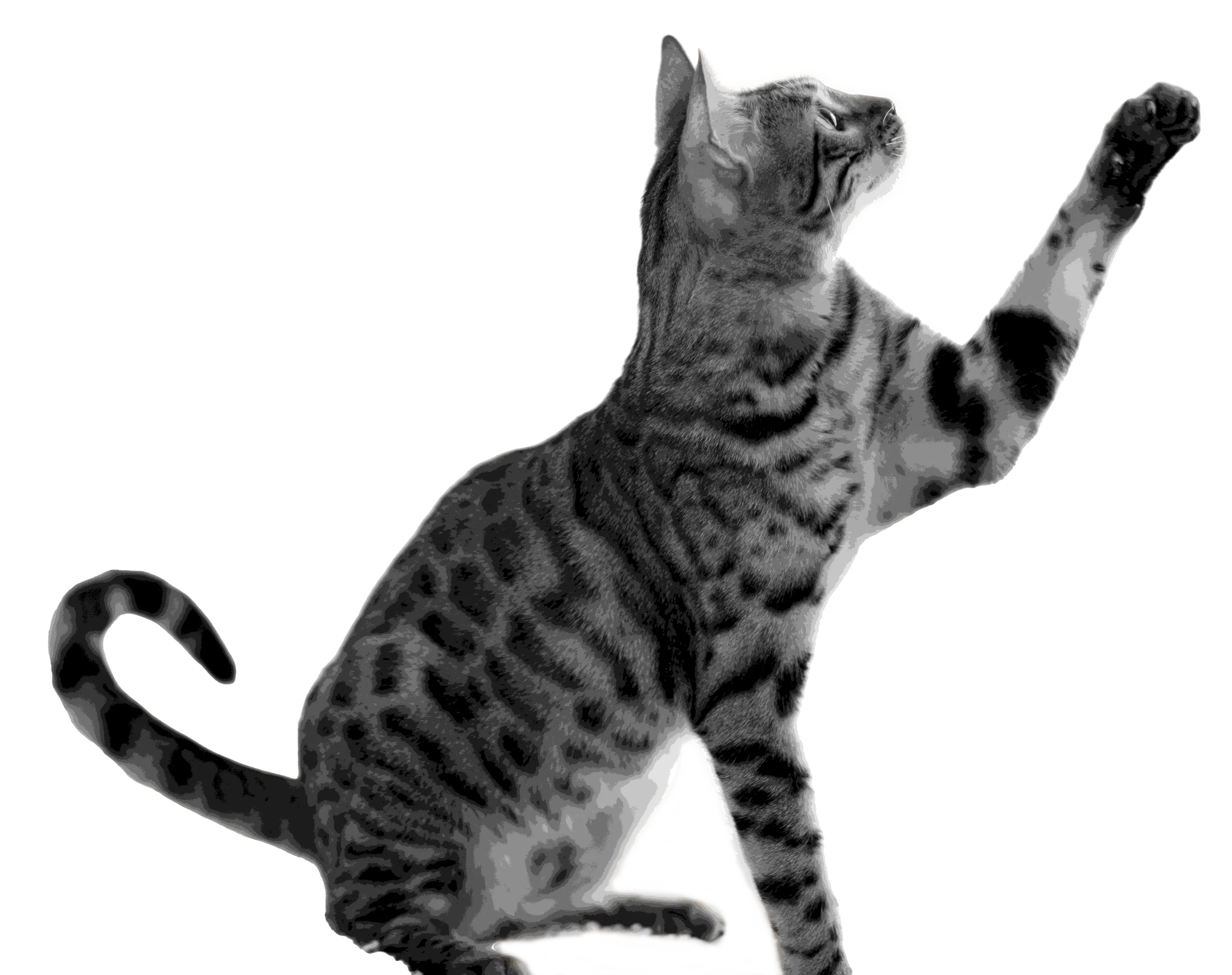 blog-cat